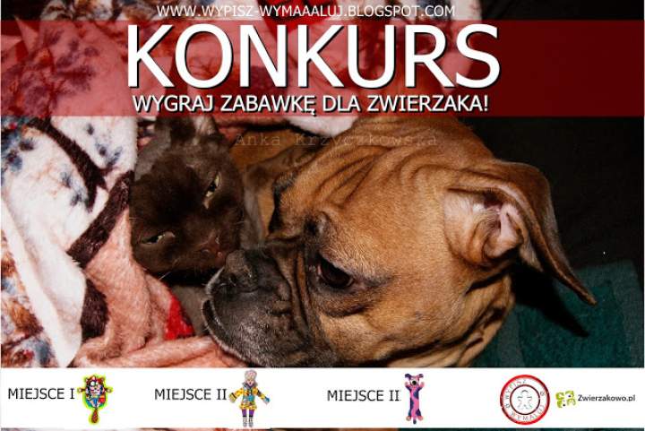 KONKURS – WYGRAJ ZABAWKĘ DLA SWOJEGO ZWIERZAKA. – ZWIERZAKOWO.COM