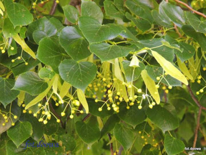 Lipa – Tilia, kwiatostan lipowy