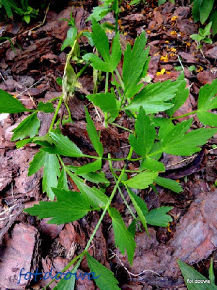 Lubczyk ogrodowy – Levisticum officinale