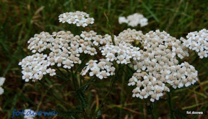 Krwawnik pospolity – Achillea millefolium