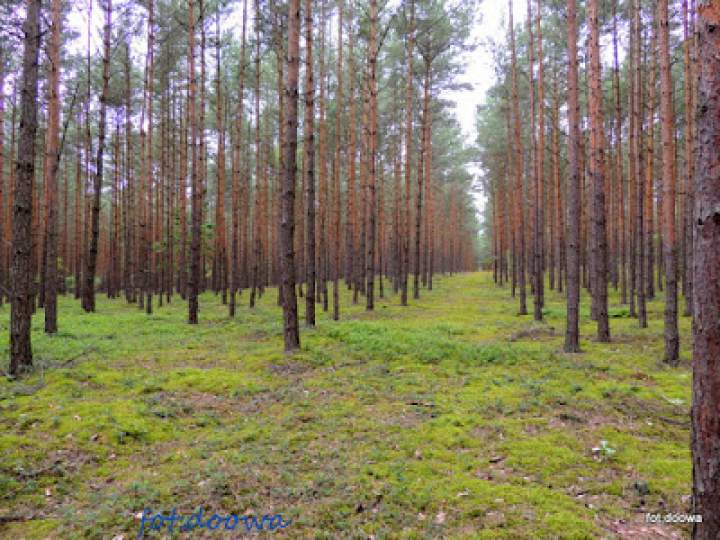 Las Puczniew, Las Julianów – moja sierpniowa wyprawa leśna