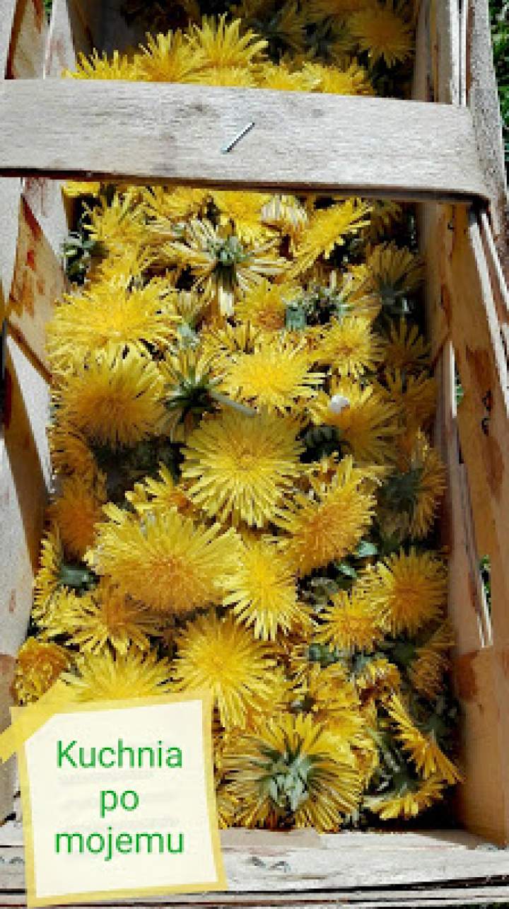 Syrop z mniszka lekarskiego na 400 kwiatków