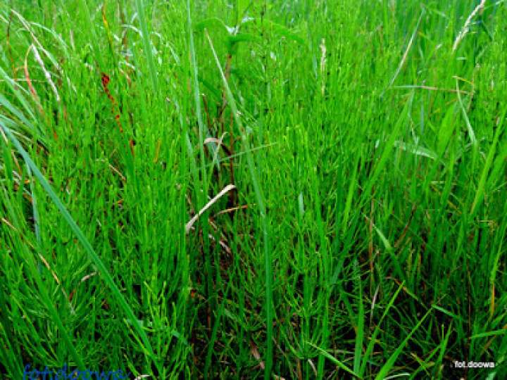 Skrzyp polny – Equisetum Arvense