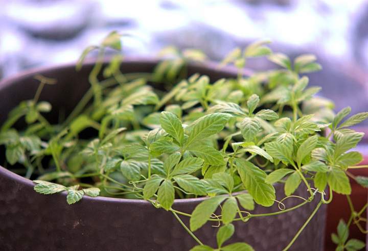 Sieję w mieście – jak przetrwać przedwiośnie