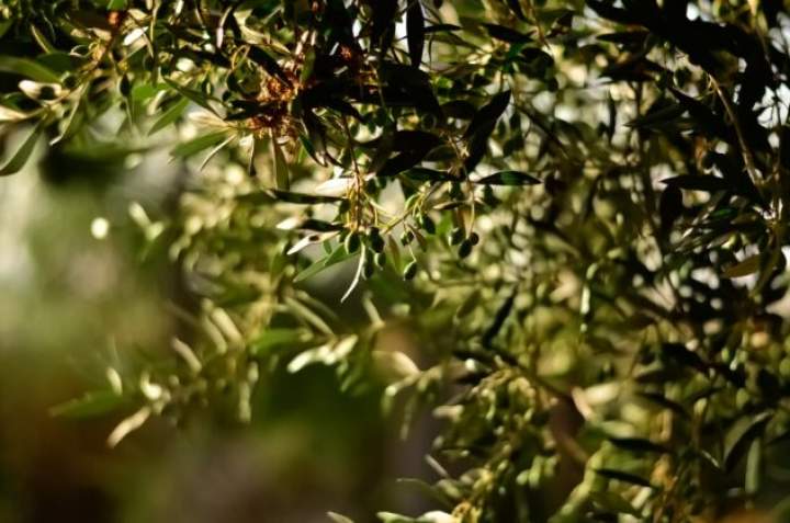 Oliwa z oliwek – jak powstaje i dlaczego warto ją spożywać