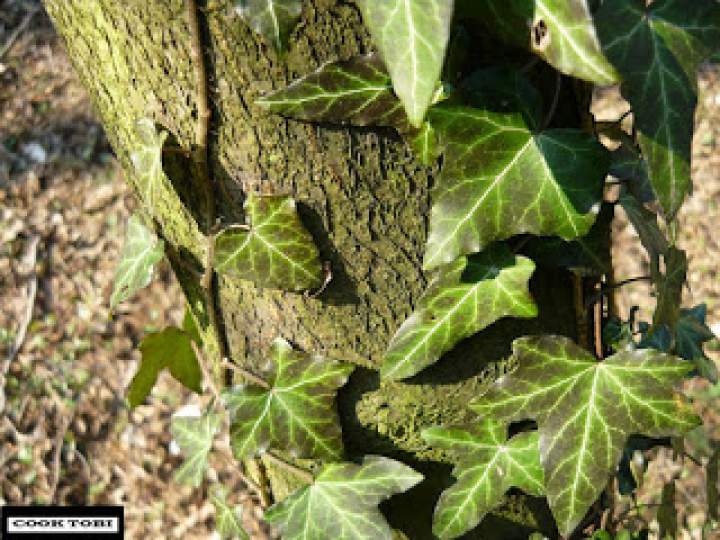 Roczny plan odchudzania – niska waga krok po kroku