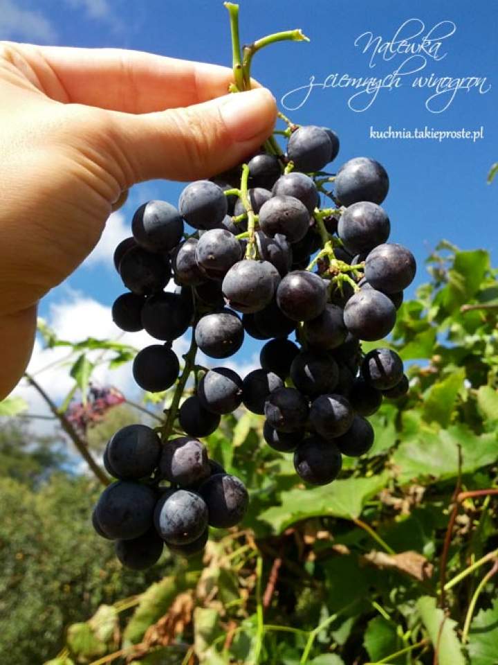 Nalewka z ciemnych winogron – część 1 i 2